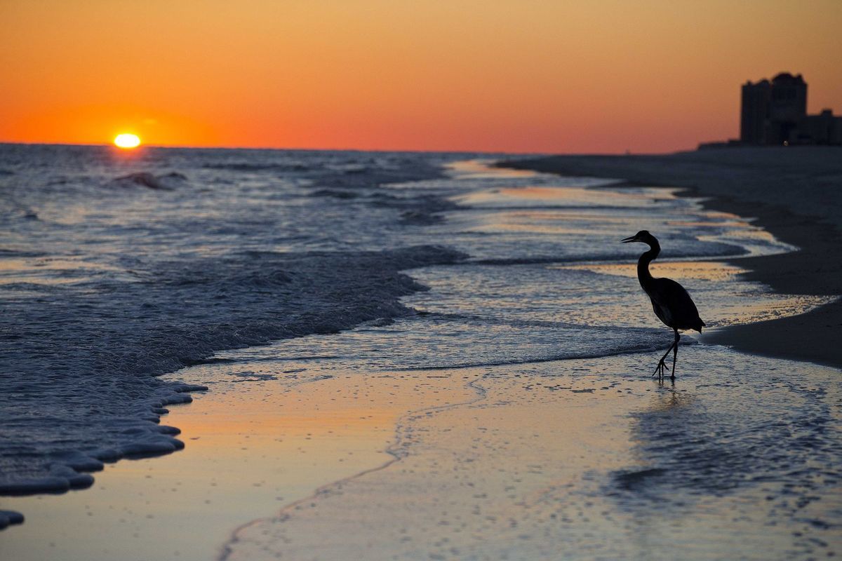 pláž, západ slnka, Alabama, vták, volavka