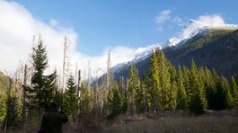 Ak majú Tatry prežiť, potrebujú pestrejší les