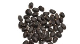 Bazalkové semienka - plné živín a vitamínov