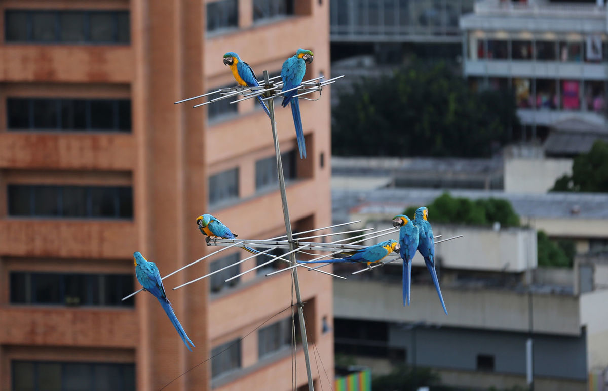 Caracas, anténa, papagáj, ara