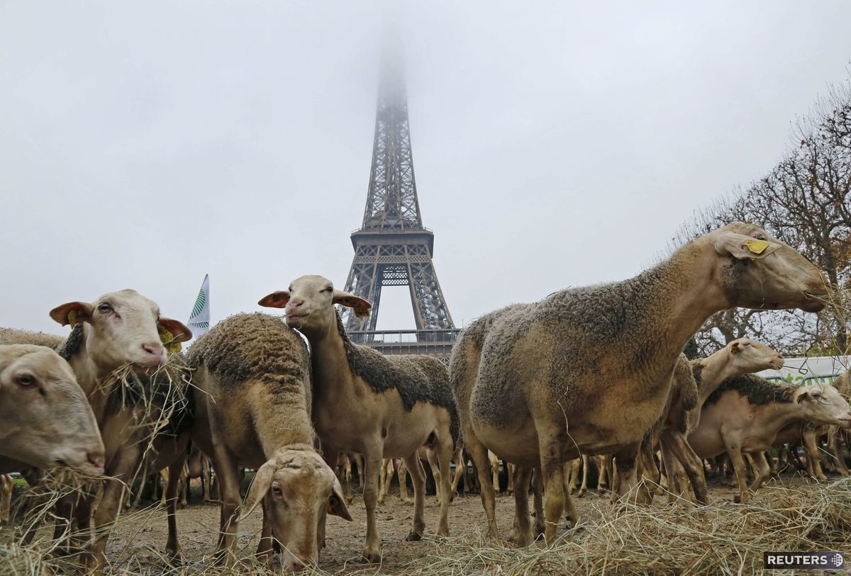 Eiffelova veža, ovce