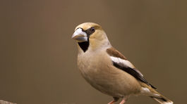 Poznáte vtáky, ktoré lietajú na Slovensku?