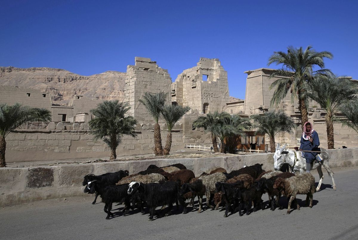 ovce. pastier, Luxor
