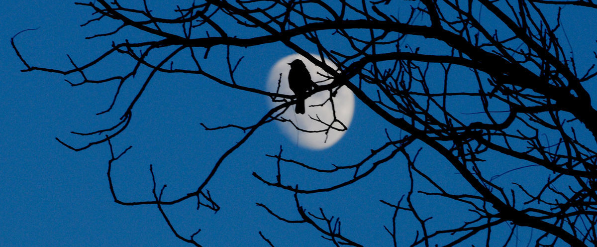 Kansas, mesiac, strom, vták