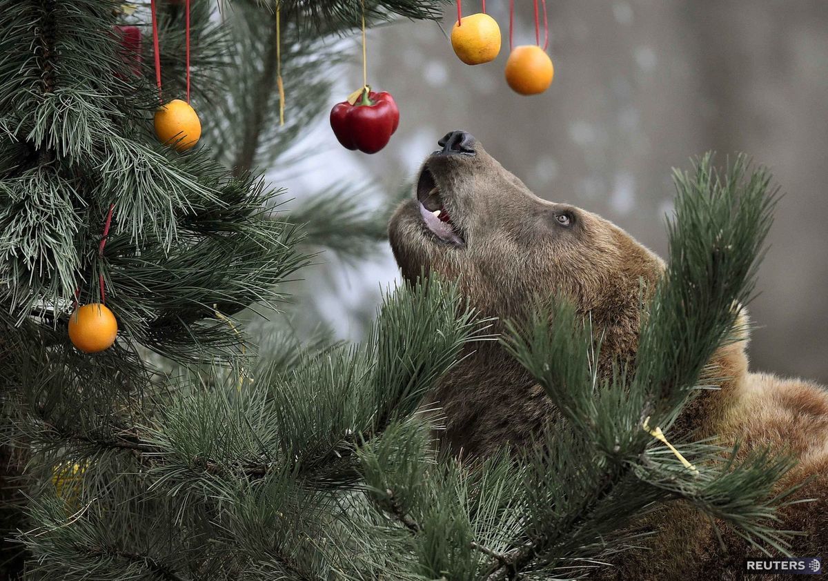 ZOO, medveď, vianočný stromček