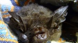 Objavili údajne vyhynutého netopiera