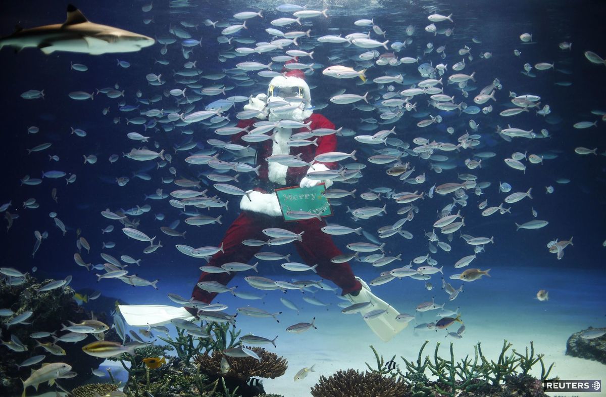 Santa Claus, potápač, akvárium