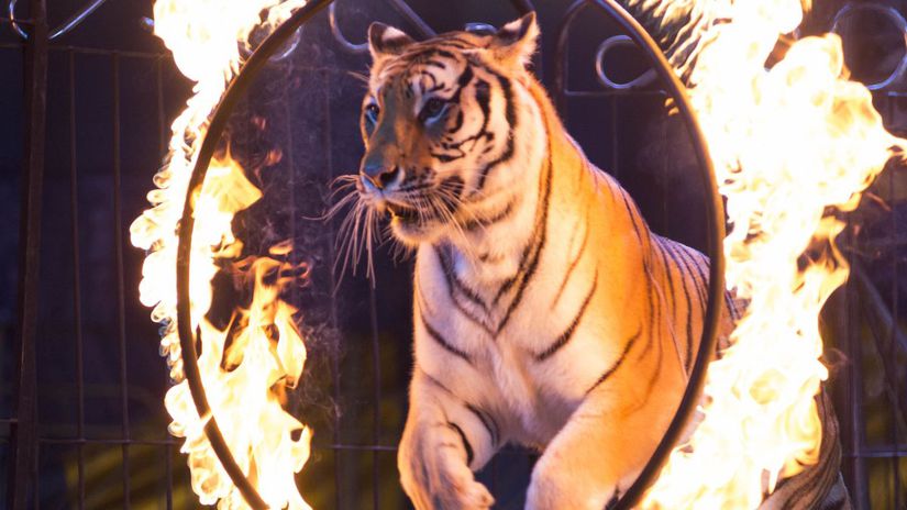 cirkus, tiger