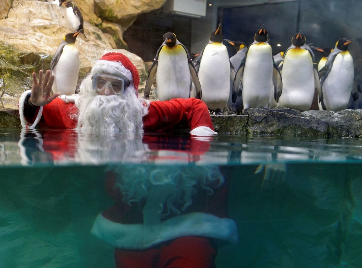Santa Claus, tučniak