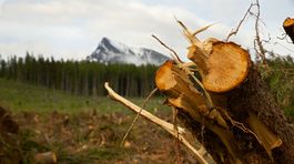 Sólymos: Príroda sa s kalamitou v Tatrách vysporiada sama