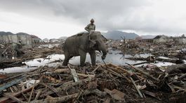 Slon indonézskeho ministerstva lesov odstraňuje...
