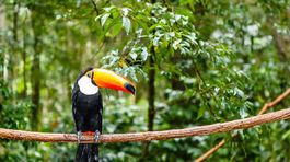 Nespájajte amazonský prales s obchodnou dohodou, odkazuje Brazília
