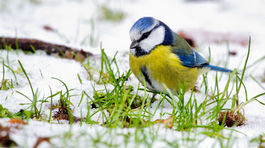 Ako počas zimy prikrmovať? Radí správa TANAPu