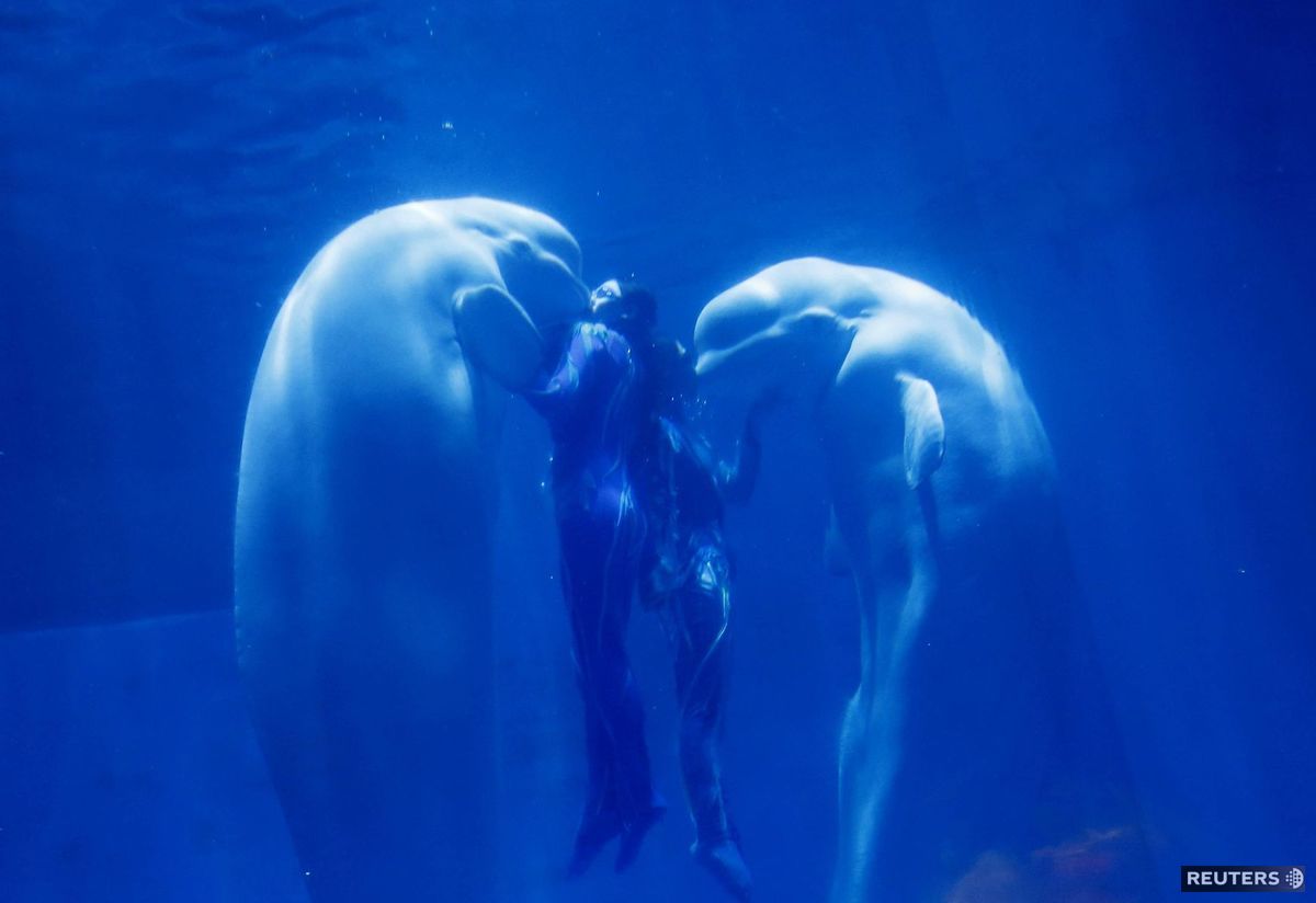 veľryba, bieluha