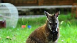 Malé austrálske klokany dostanú po požiari vaky, koaly rukavice