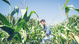 Ničivá chémia v úrode, postreky vyvolávajú pochybnosti