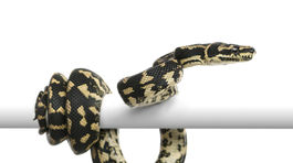 V meste Humpty Doo našli hada s tromi očami