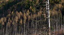 Slováci vyvíjajú moderné biologické zbrane. Proti lykožrútovi