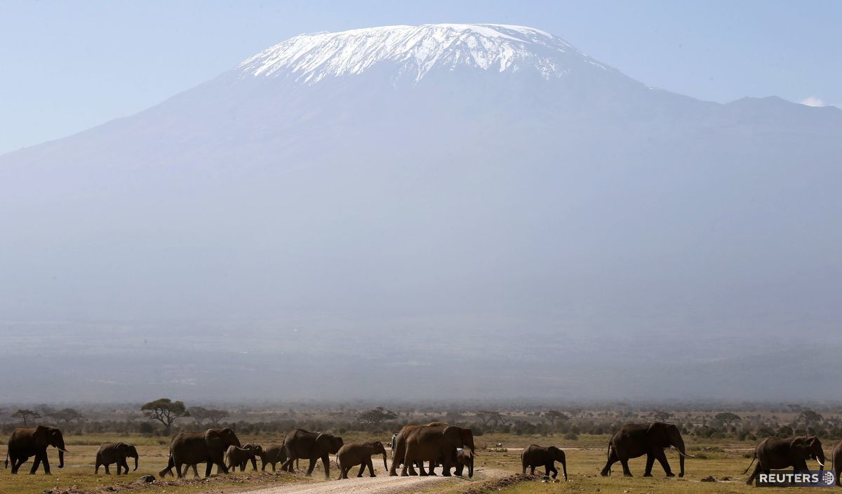 slon, Kilimandžáro