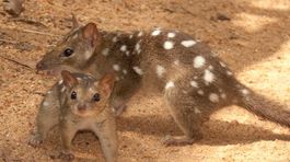 Austrálii rýchlo ubúdajú pôvodné cicavce