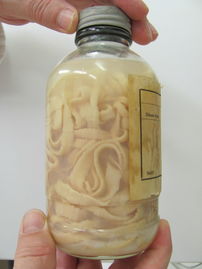 Pásomnica.