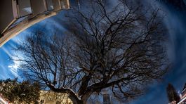 Senická moruša si chce získať Európu