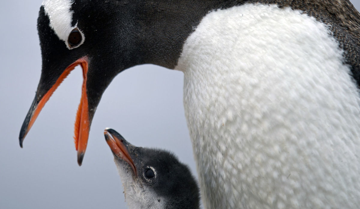 tučniak, mláďa