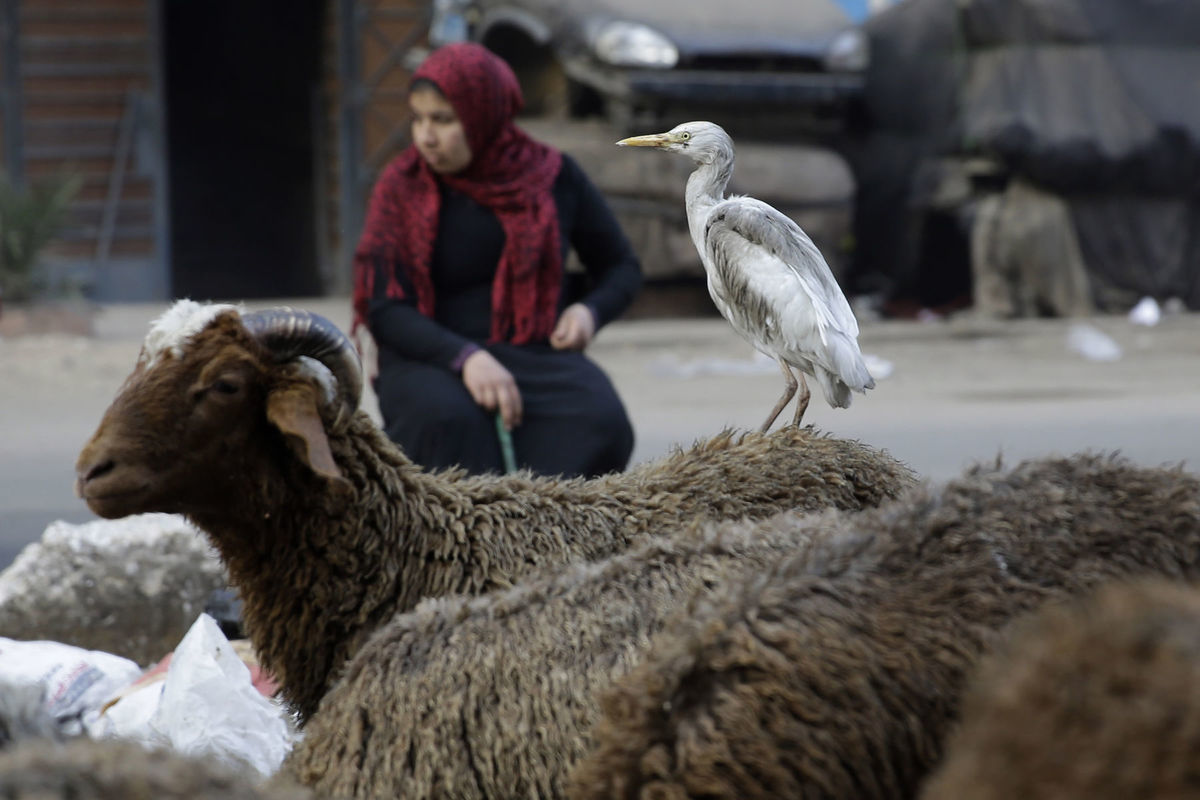 Egypt, trh, ovca, vták