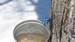 Javorový sirup: Zbaví závislosti na sladkom a prelieči telo!