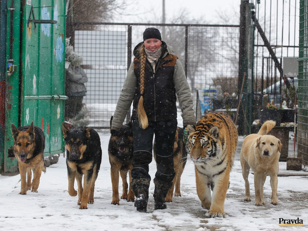 Yveta Iršová, kostolná pri dunaji, tiger, pes, chov, zvieratá, sneh