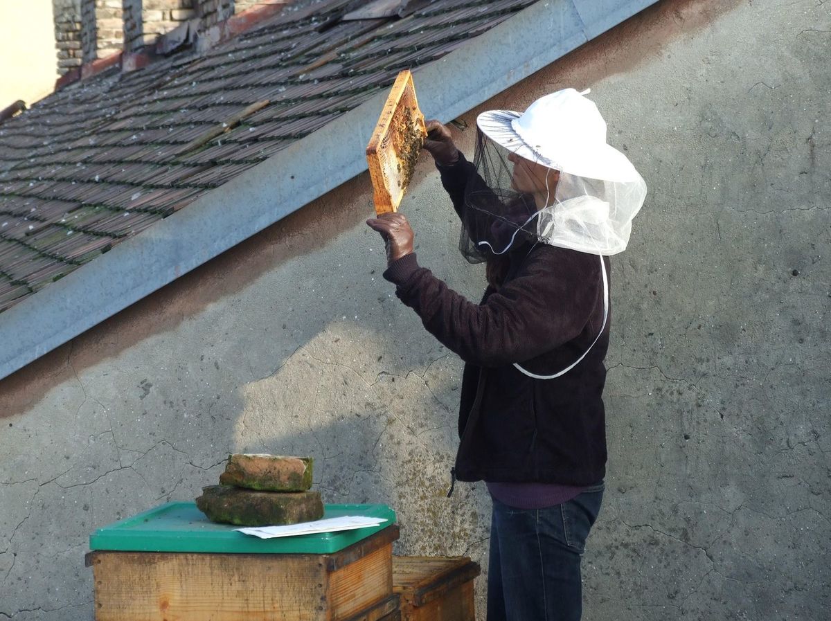 Včely sa pripravujú na jar na streche Starej...