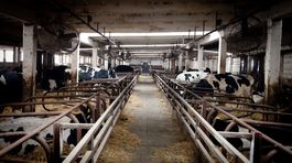 Mlieko lacnie. Vráti sa mliečna kríza?