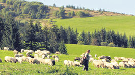 Ja som bača veľmi starý, nedožijem do jari...