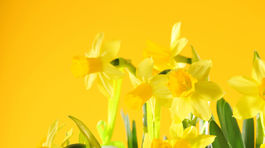 Brexit môže zničiť aj narcisy. Záhradníci sa boja zdržania na hraniciach