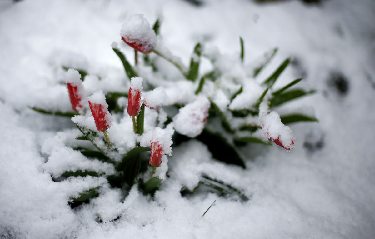 tulipán, sneh