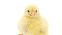 Zdravé, nezdravé, veľkonočné aj bežné: vajíčka! 