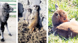 Košickú zoo tento rok navštívilo 150 000 ľudí, najsilnejší mesiac bol júl