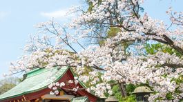 Japonské čerešňové správy hlásia: Kvitnú, môžete začať obdivovať