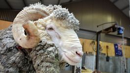 Nová senegalská obsesia: Luxusné ovce, kvôli ktorým sa ľudia dostávajú na dno