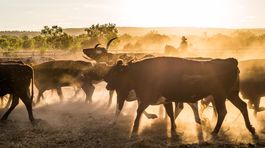 Rakúsko zavádza turistický kódex po tom, ako kravy udupali jednu návštevníčku 