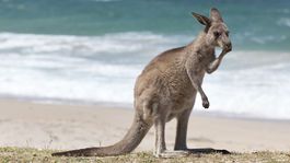 klokan, pláž, kengura, austrália
