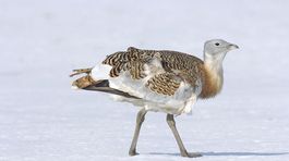 Vzácny drop je späť