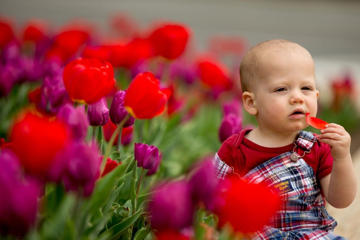 dieťa, tulipán