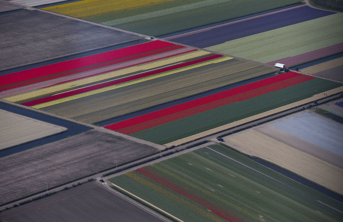 Holandsko, pole, tulipán
