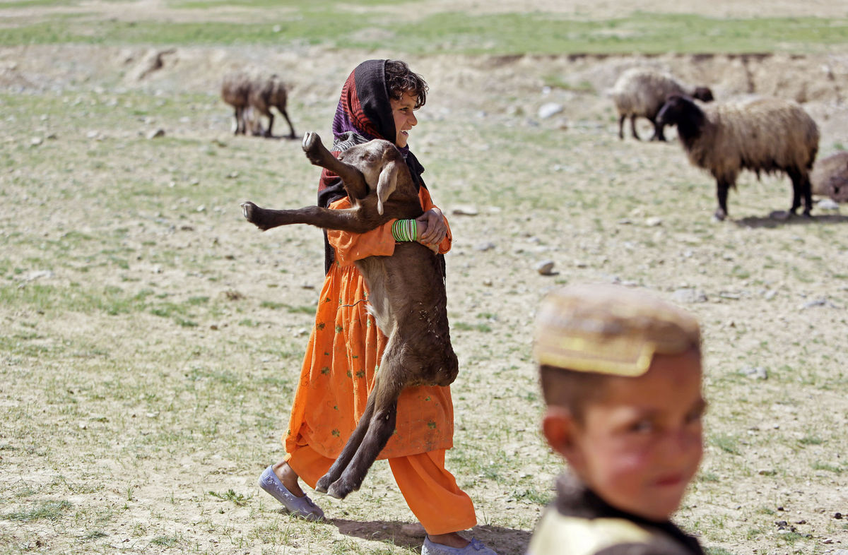 Afganistan, ovca, jahňa
