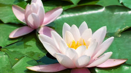 Myslite na okrasné jazierka a plávajúce lekná