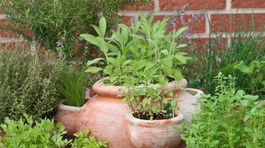 Čerstvé vňate, lístky, stonky: Čarovanie s bylinkami