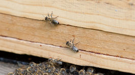 Ešte med nezobrali, ukradli im včely