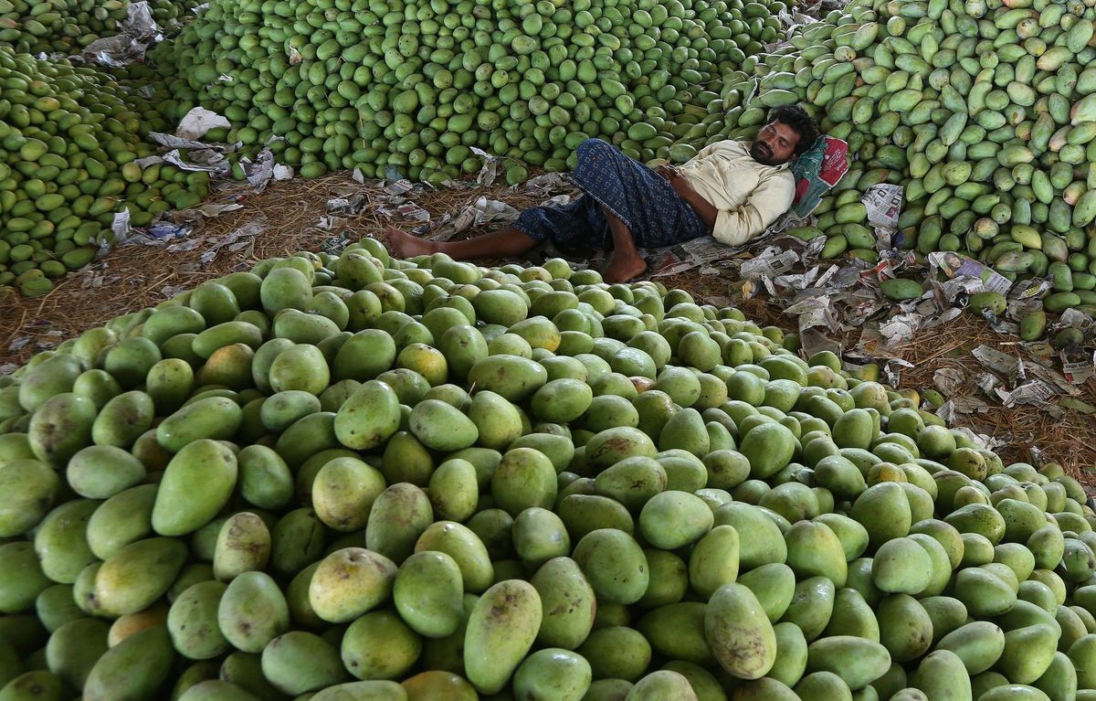 mango, India