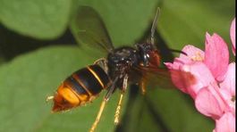 Priletia aj k nám ázijské sršne?